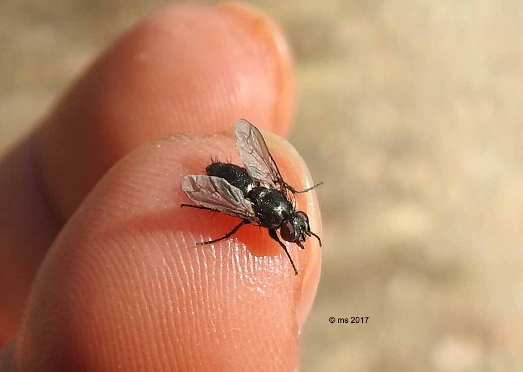 Tachinidae? No, Sarcophagidae: cfr. Nyctia halterata